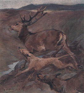 Deer Coursing